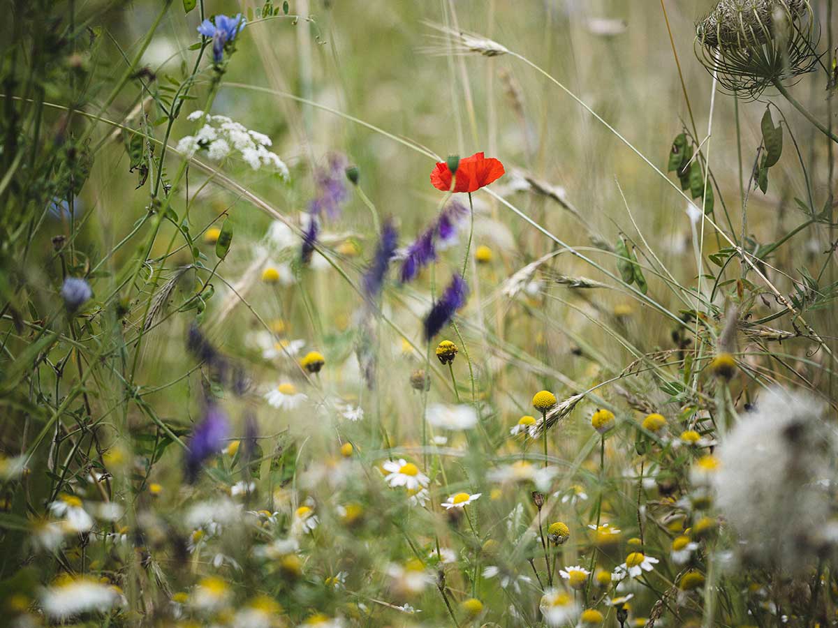 Naturschönheit Blumenwiese